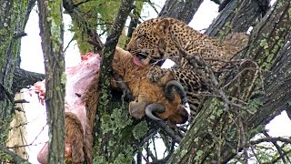 A leopard cub climbs a tree to feast on prey stashed there by leopard mom