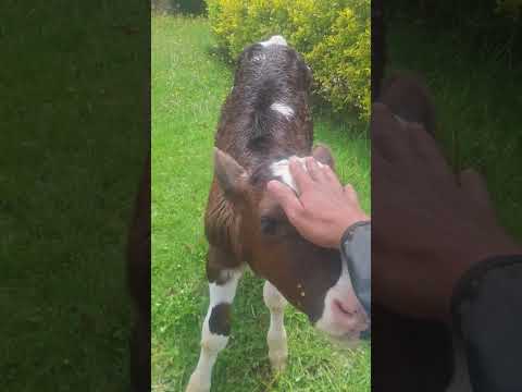 un poco de campo en cajica cundinamarca.
