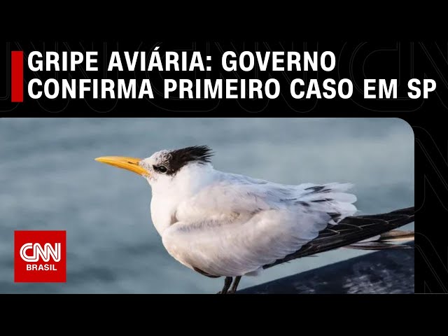 Governo federal confirma primeiro caso de gripe aviária no estado de São Paulo | CNN NOVO DIA