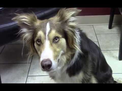 download lagu mp3 mp4 Dog Reverse Sneeze Video, download lagu Dog Reverse Sneeze Video gratis, unduh video klip Dog Reverse Sneeze Video