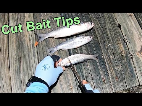 image-What hook do you use with cut bait?