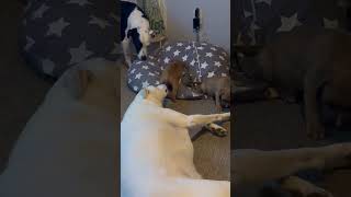 Video preview image #1 Mutt Puppy For Sale in Philadelphia, PA, USA