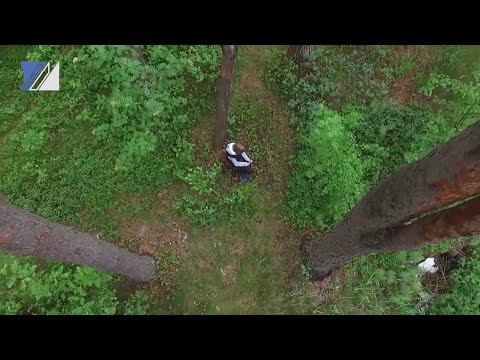 Что делать, если потерялся в лесу?