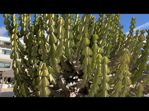 Kandelaber Euphorbia candelabrum (angepflanzt) auf der Insel Lanzarote am 03.11.2024
