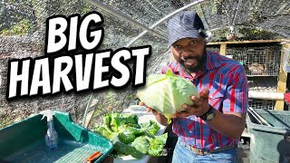 Monster Cabbage Harvest in My Garden