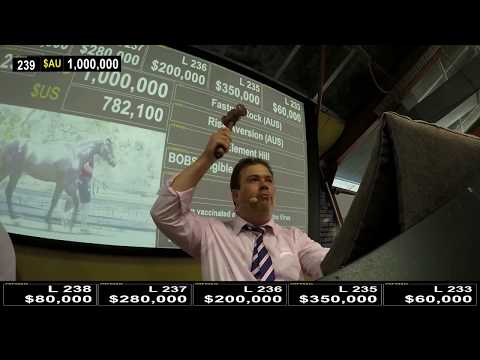 2018 Gold Coast Yearling Sale - Lot 239 Fastnet Rock-Risk Aversion colt