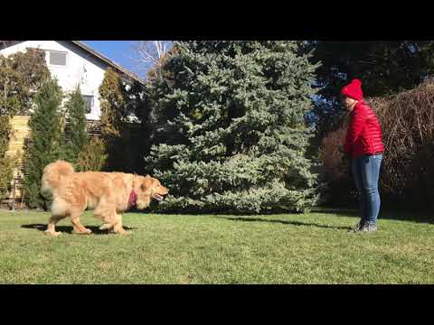 Dog Dancing Training with Indy Every Day!