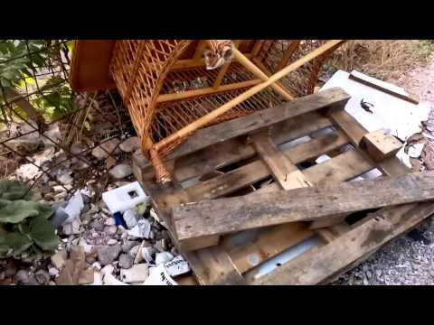 Bljesak.info: Najezda štakora usred Mostara