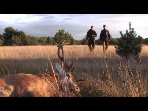 Red stag hunting Poland - www.ultimatehunting.eu