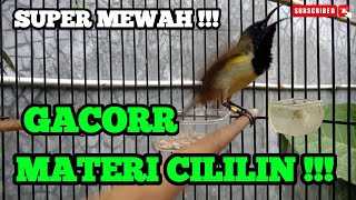 Download lagu SOGON GACOR MATERI CILILIN SUPER MEWAHH !!! COCOK UNTUK MASTERAN SOGON ANDA. mp3