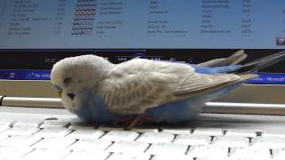 Budgie sleeping on laptop and talking to himself