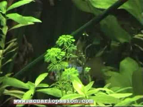 Mikrogeophhagus Ramirezi Long Fin