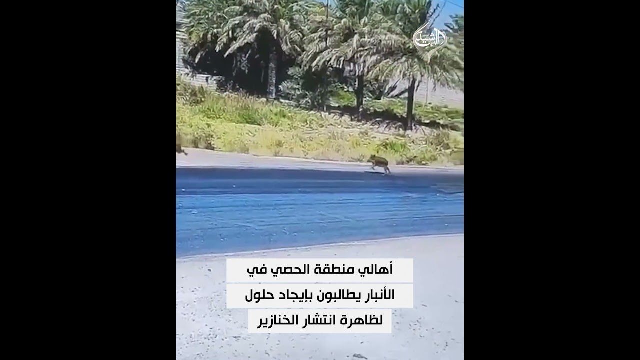 فيديو | أهالي منطقة الحصي في الأنبار يطالبون بإيجاد حلول لظاهرة انتشار الخنازير
