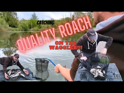 WAGGLER Fishing for QUALITY ROACH... SIMPLE float fishing!!!