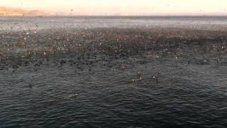 Sooty Shearwater/Seabird Feeding Frenzy