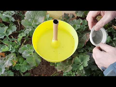 KWS Rapsstorys 2021 - Gelbfangschale kontrollieren