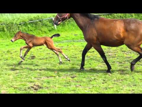 Cash and carry x Almoretto Stamm 162 2 Tage alt