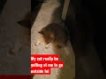 Orange Tabby Cats Are Great Shorts Cats Tabbycat Cat Meow Meowing Animals Pets Pet