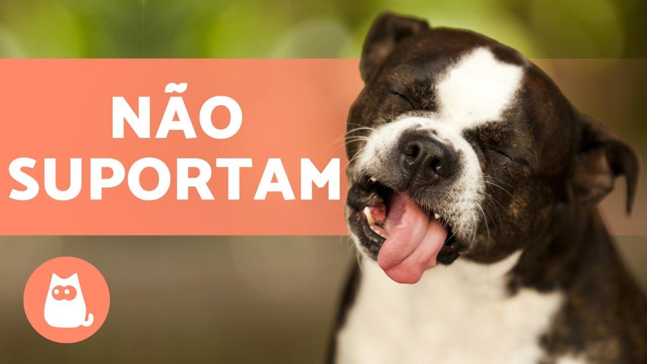 8 CHEIROS que os CACHORROS ODEIAM 🐶❌ e você não sabia!