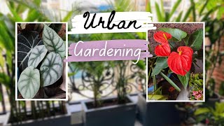 Rare plants & my house plants collection