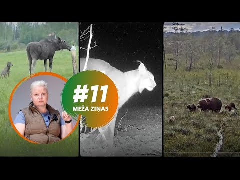 Lūsis pagalmā ķer kaķi, lāči gandrīz kāpj laivā, bet vilks kaitina alni. Meža ziņas #11