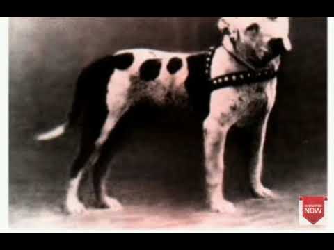 Colby's Pincher 24xw