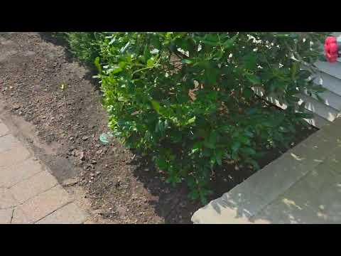 Mosquitoes Causing Problems for Customer in Port Monmouth, NJ