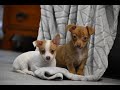 Chihuahua dogs for sale: Duke - Video 1
