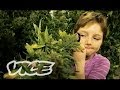 Marijuana Minors WEEDIQUETTE