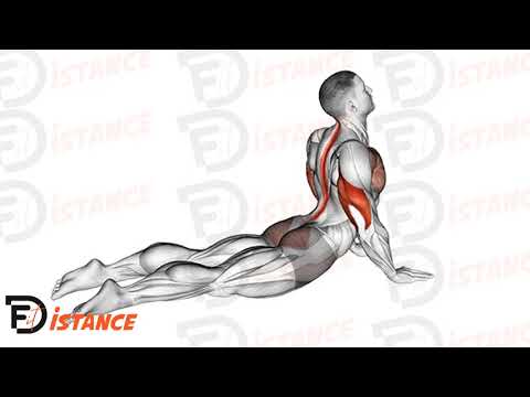 Pompes phoque (Seal push ups) - Exercice Pompes phoque (Seal push ups) en vidéo