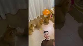 Os Gatos Faziam FILA pra Dormir! 🤣