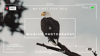 My first step into WILDLIFE PHOTOGRAPHY | The Bald Eagle