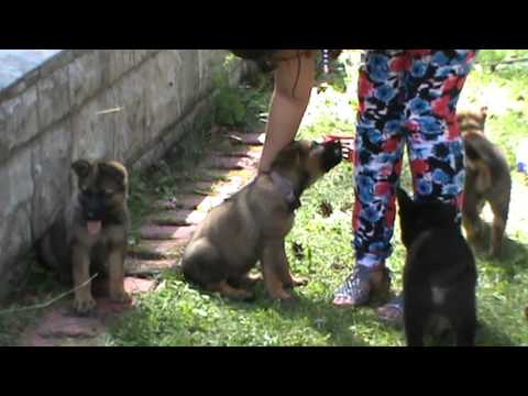 Danger Liqueur+Yuko Fortuna Fortis =0) Puppies