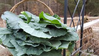 How To Properly Store Collard Greens