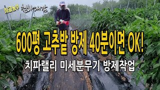 고추밭 치파랠리 동력살분무기 방제방법 작업모습 / 미세분무 탄저병 방제 CIFARELLI