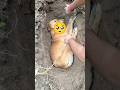 Hamari Bhuro Ki Death Hogi Dog Doglover