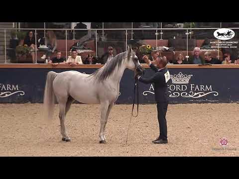N 95 WOJ   Sentower Diamond Trophy 2021   International Show   Stallions 7 9 Years Old Class 11