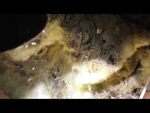 Mice Warm Up with  Attic Insulation in Middletown, NJ