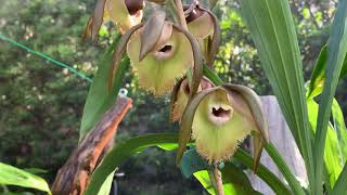 Download Lagu Catasetum incurvum, Catasetum Elaine Chambers, Catasetum Diana's Dots Thumbnail