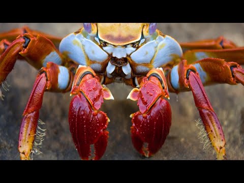 Todo lo que necesitas saber sobre los cangrejos. Primera parte. 4K