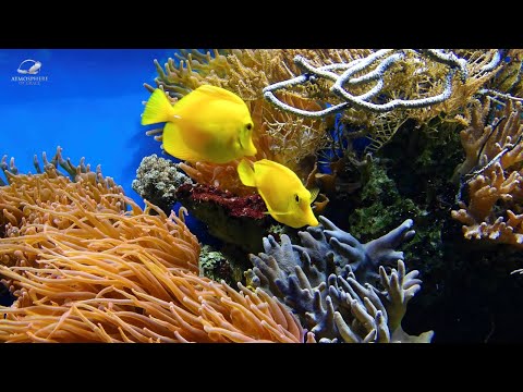 Witness21  2024 02 27