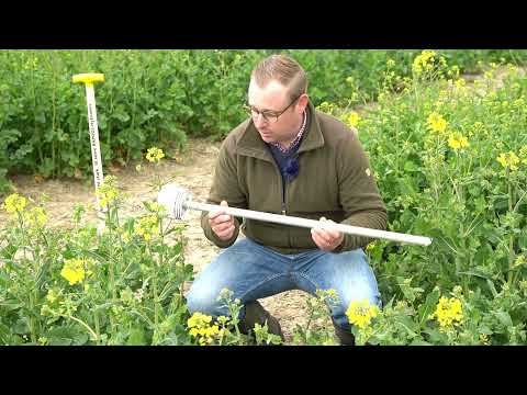 RAPOOL - Kohlhernie Grundlagen und Versuchswesen