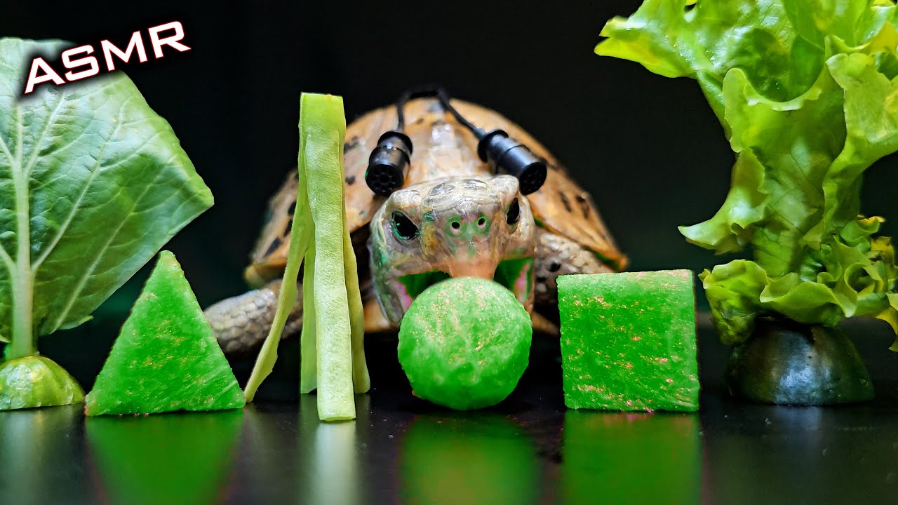 ASMR Mukbang Eating GREEN FOOD 💚 Turtle Tortoise 156
