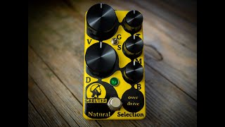 Video thumbnail for Greuter Audio NATURAL SELECTION Demo mit JP VonDach Stratocaster Fender Deluxe Reverb Toaster Cables by GREUTER Audio