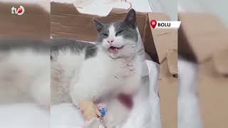 Otomobilin Çarptığı Kedi, Tedavi İçin İstanbul'a Sevk Edildi
