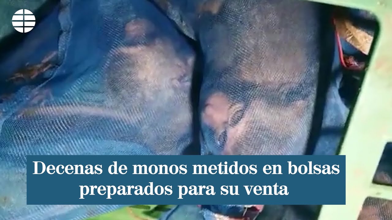 Watch Decenas de monos metidos en bolsas preparados para su venta Now Decenas de monos metidos en bolsas preparados para su venta