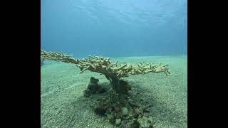 Мертвый коралл на глубине, эйлат красное море GX013045