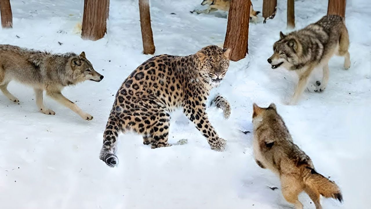 80 vezes que animais mexeram com o oponente errado!