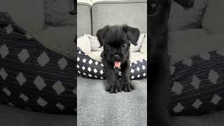 Video preview image #1 Pug-Unknown Mix Puppy For Sale in Corona, CA, USA