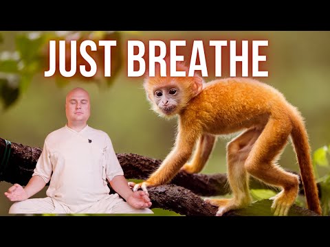 20 Minutes Breathwork Routine to Calm the Monkey Mind!